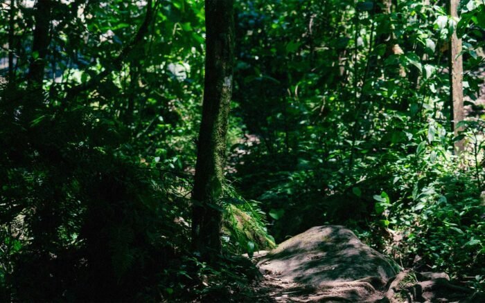Bosque y Plusvalía en Valle Dorado